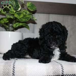 Molly, Miniature Poodle Puppy