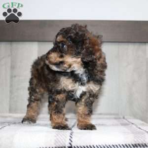 Jolly, Miniature Poodle Puppy