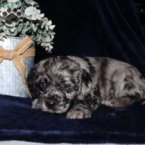 Lacey, Cocker Spaniel Puppy