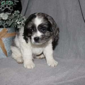 Lucas, Cocker Spaniel Puppy