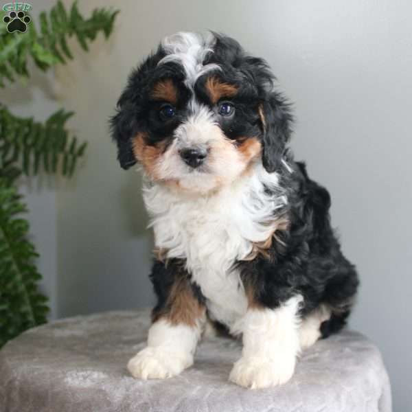 Jasper, Mini Aussiedoodle Puppy