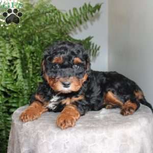 Julie, Mini Aussiedoodle Puppy