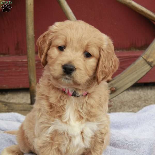 Merry, Goldendoodle Puppy