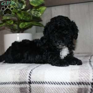 Molly, Miniature Poodle Puppy