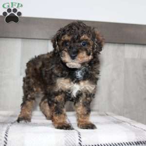 Jolly, Miniature Poodle Puppy