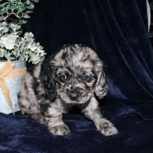 Lacey, Cocker Spaniel Puppy