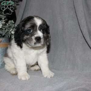 Lucas, Cocker Spaniel Puppy