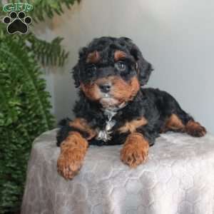 Julie, Mini Aussiedoodle Puppy