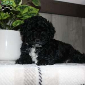 Molly, Miniature Poodle Puppy