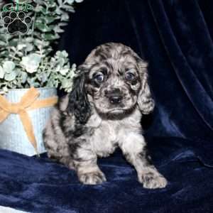 Lacey, Cocker Spaniel Puppy