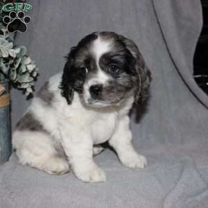 Lucas, Cocker Spaniel Puppy