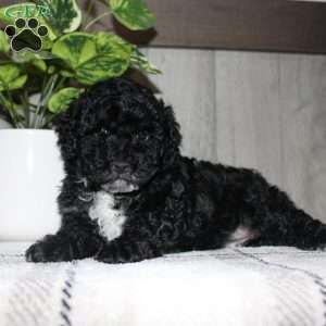 Molly, Miniature Poodle Puppy