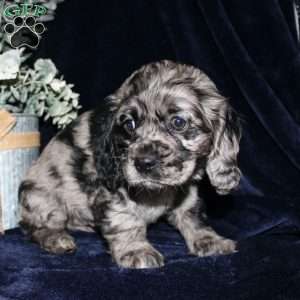 Lacey, Cocker Spaniel Puppy