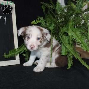 Furry, Border Collie Puppy