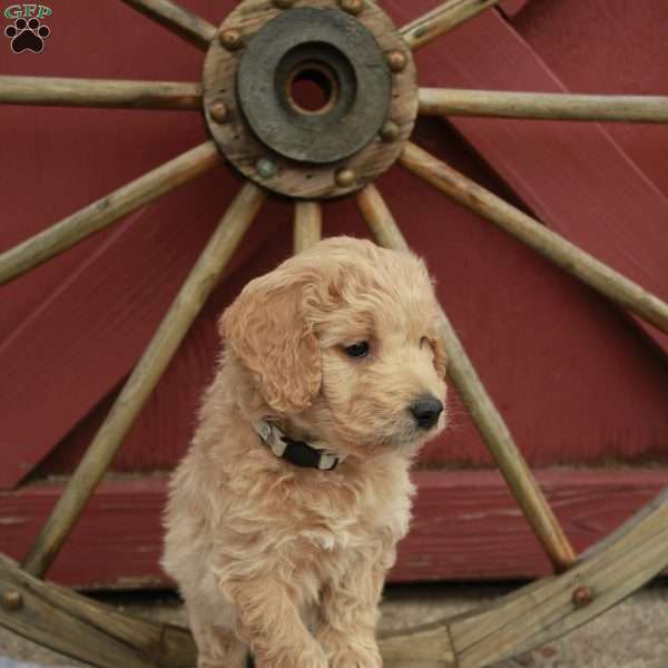 Stewart, Goldendoodle Puppy