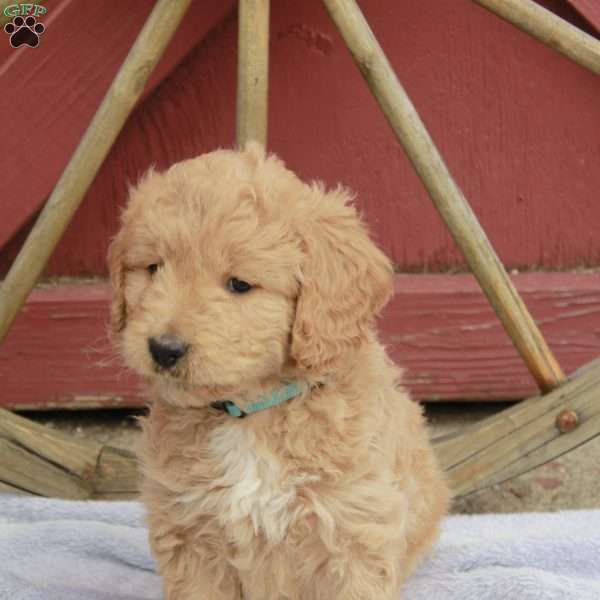 Holly, Goldendoodle Puppy