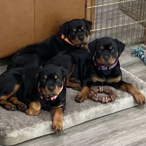 Kathy Neale, View Puppies Breeder