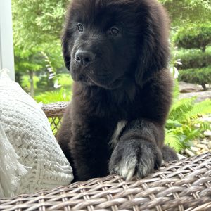 Preston Weaver,  Breeder