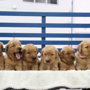 Janita Brubaker,  Breeder