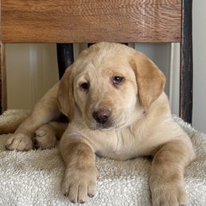 Jacob Stoltzfus,  Breeder