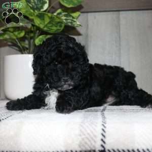 Molly, Miniature Poodle Puppy