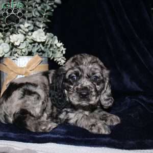 Lacey, Cocker Spaniel Puppy