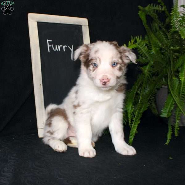 Furry, Border Collie Puppy