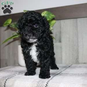 Molly, Miniature Poodle Puppy