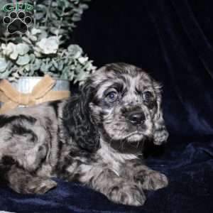 Lacey, Cocker Spaniel Puppy