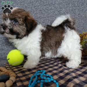 Tator, Havanese Puppy