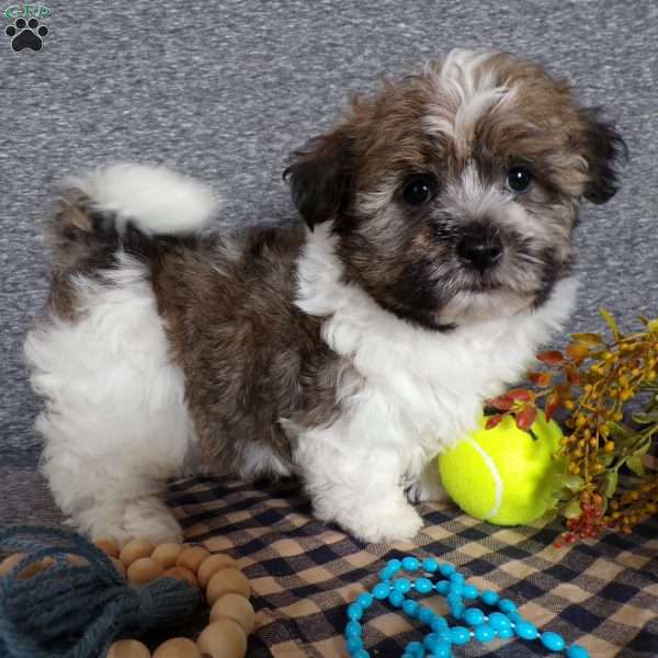 Tator, Havanese Puppy