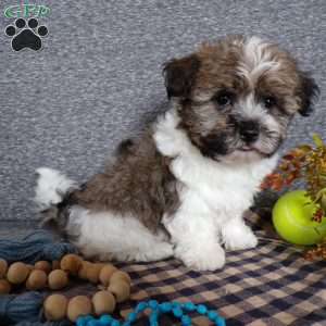 Tator, Havanese Puppy