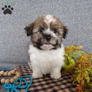 Tator, Havanese Puppy