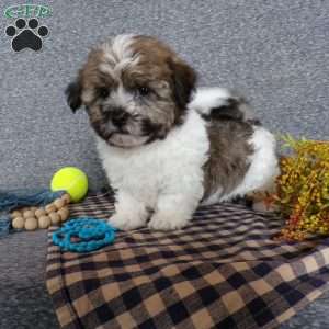 Tator, Havanese Puppy