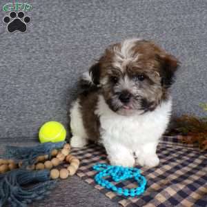 Tator, Havanese Puppy