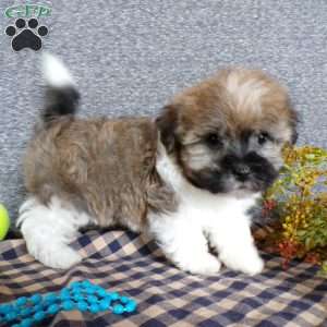 Tinker, Havanese Puppy