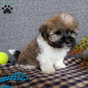 Tinker, Havanese Puppy