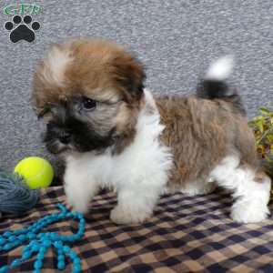 Tinker, Havanese Puppy