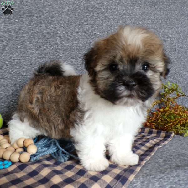 Tinker, Havanese Puppy