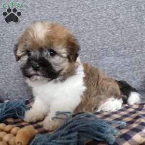 Tinker, Havanese Puppy