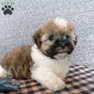 Tinker, Havanese Puppy