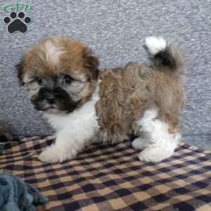 Tinker, Havanese Puppy