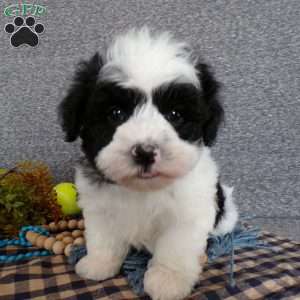 Zacky, Havanese Puppy