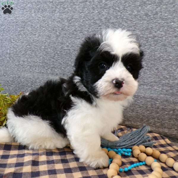 Zacky, Havanese Puppy