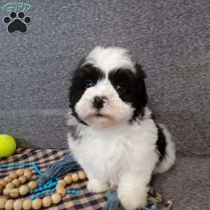 Zacky, Havanese Puppy