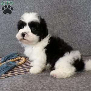 Zacky, Havanese Puppy