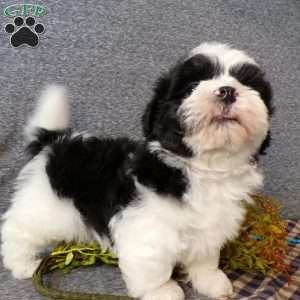 Zacky, Havanese Puppy