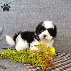 Zacky, Havanese Puppy