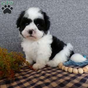 Zacky, Havanese Puppy