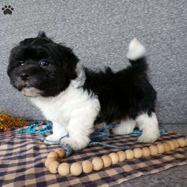 Zander, Havanese Puppy